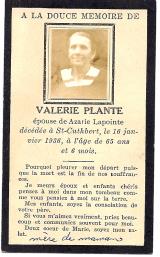 Généalogie Plante